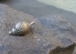 Preview: DROPBALL antique silverpendant