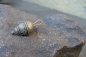 Preview: DROPBALL antique silverpendant